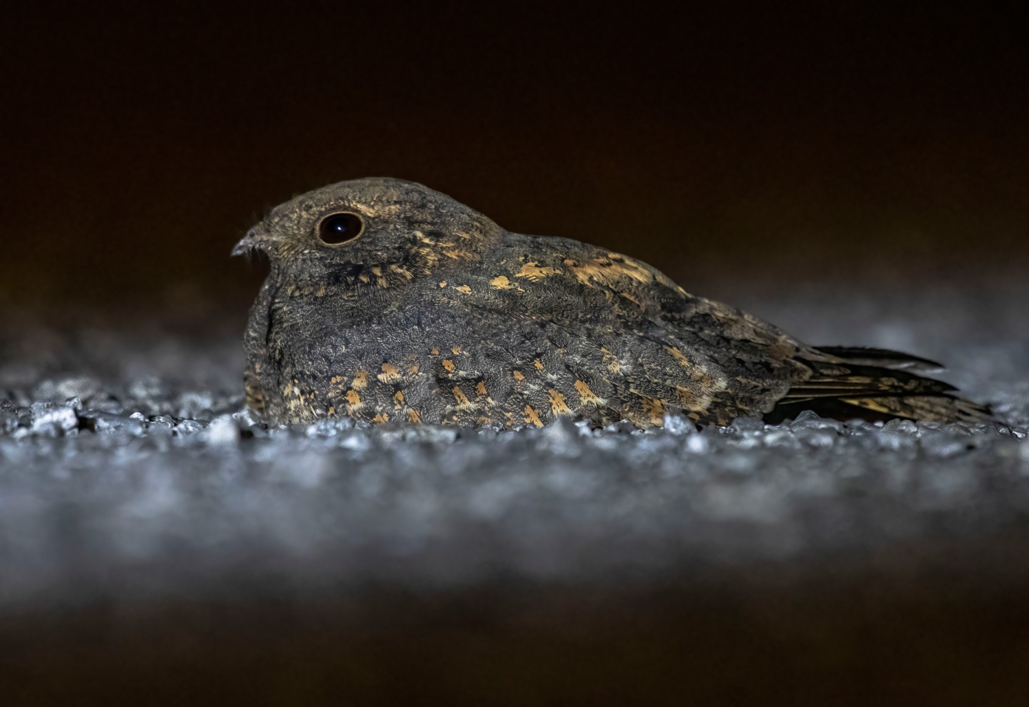 Nightjars and Frogmouths (Order Caprimulgiformes)